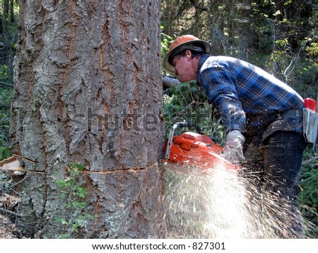 stock photo : A logger is cutting down a large Fir tree using a chainsaw 