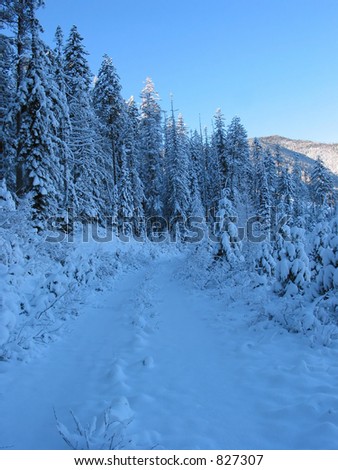 The blanket of snow from the first snow fall of the year covers a road in the Cabinet Mountains of Montana.