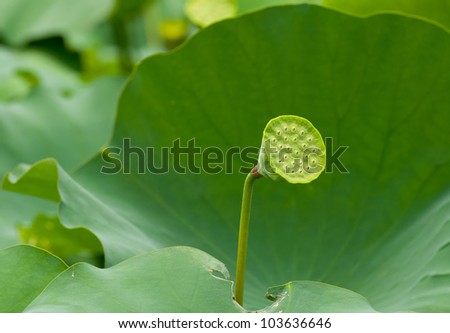 Lotus seeds pod