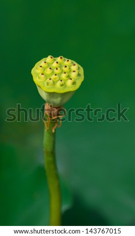lotus seeds pod