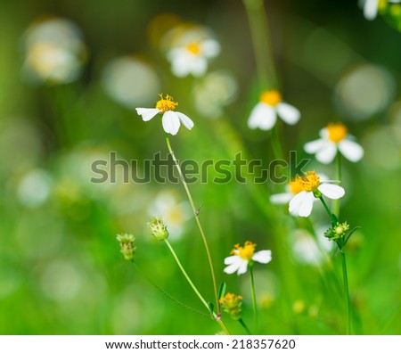 flowers in clusters