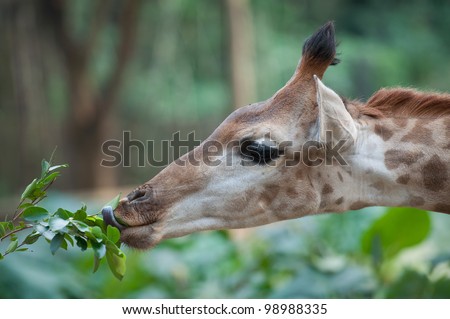 feed a giraffe