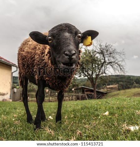 Crazy brown sheep with funny look
