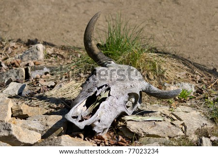 Old cattle skull in the desert