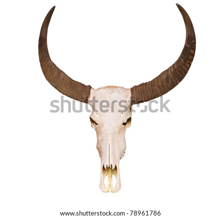 cow skull isolated on white