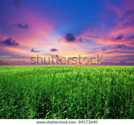 sunset at the corn field