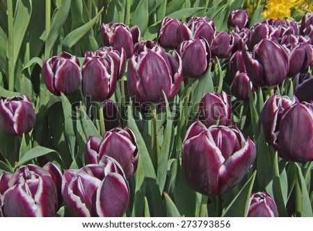 Closeup of white fringed deep purple tulips on an Amsterdam exhibition