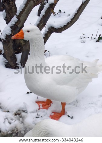 White goose in snowy landscape. This goose survived Christmas - in Germany, a goose (not a turkey) is a traditional Christmas meal.
