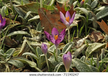 Hi res purple Crocus flowers breaking through herbs and fallen leaves in early spring