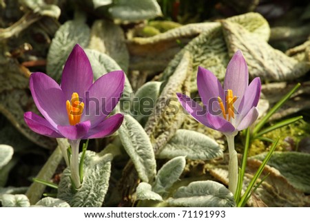 Hi-res purple Crocus flowers breaking through herbs in February