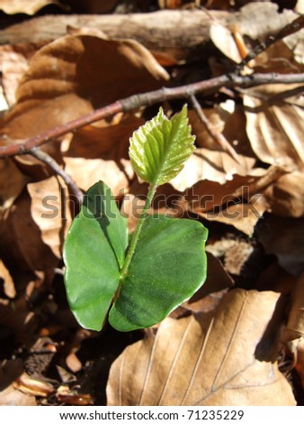 Young beech sapling (Fagus sylvatica) among last year\'s beech leaves