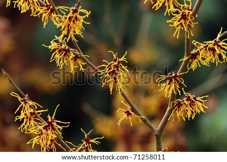Hi-res flowering Witch-hazel (Hamamelis) - a plant frequently used in medicine