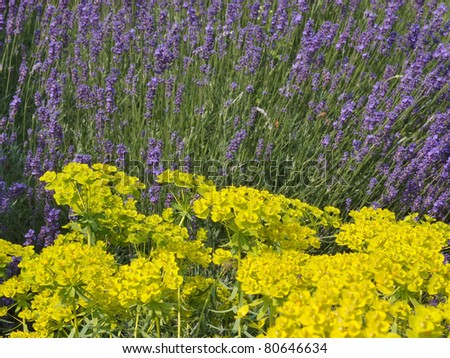 Purple Euphorbia