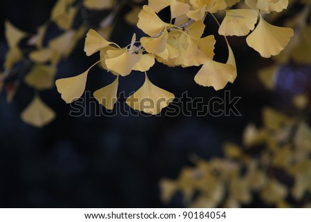 Hi-res Gingko biloba twig in fall with dark background. Clinical trials have shown Ginkgo to be effective in treating dementia.