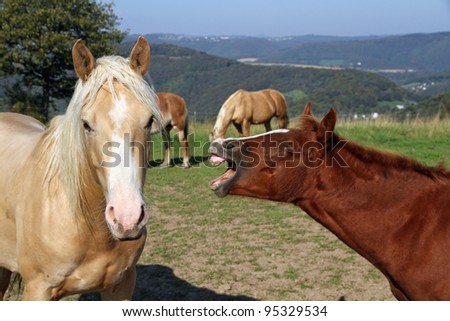 Horse \