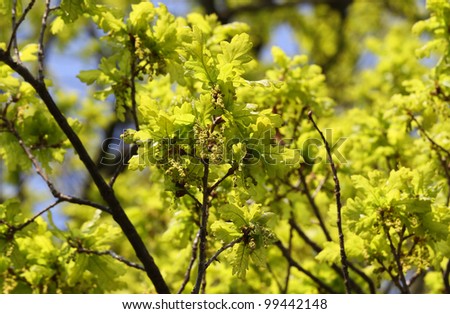Hi-res Flowering Oak Tree (English Oak, Quercus robur) with catkins (male flowers) and young leaves in spring, taken from below
