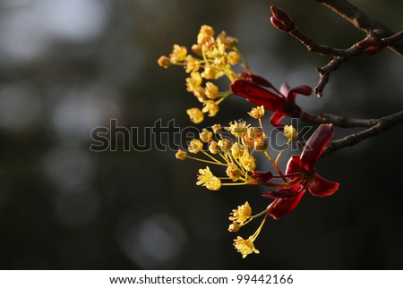 Hi-res Flowers of Norway Maple (Acer platanoides)