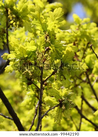 Flowering Oak Tree (English Oak, Quercus robur) with catkins (male flowers) and young leaves in spring, taken from below