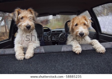 Fox terrier in the car. Mother and daughter.