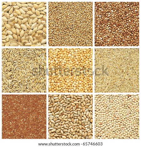 wheat barley
