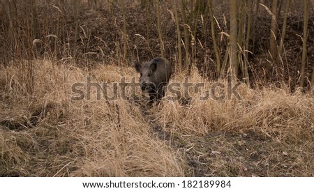 wild european boars in a forest in Germany