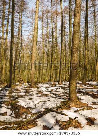 melting snow in the beech forest of Jasmund National Park at the Island of Ruegen in Germany