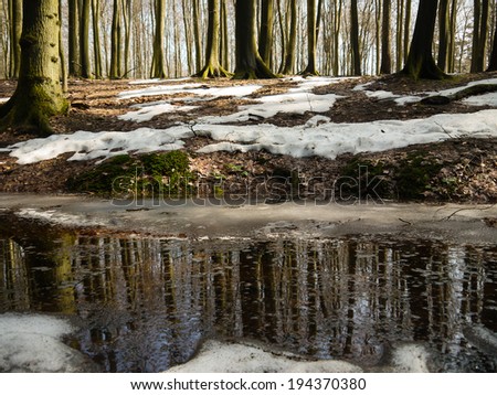 melting snow in the beech forest of Jasmund National Park at the Island of Ruegen in Germany