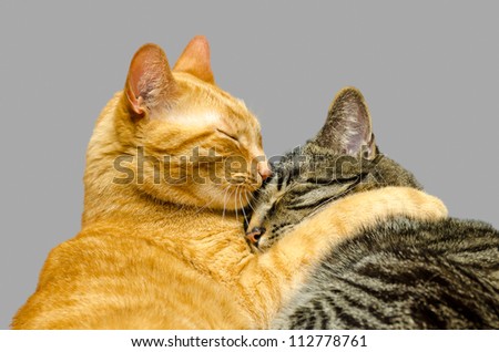 One cat grooming another cat isolated on grey background.