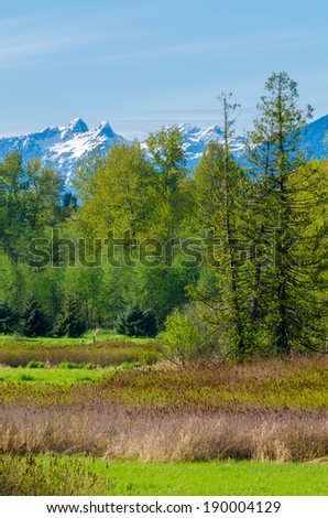 Trail through lush green forest with snow mountain at background in Deer Lake Park, Vancouver, Canada.