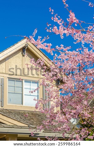 Cherry blossom, sakura flowers over nice house in Vancouver, Canada.