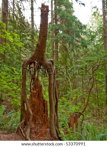Old nurse trees at Baden-Powell trail, North Vancouver, Canada.
