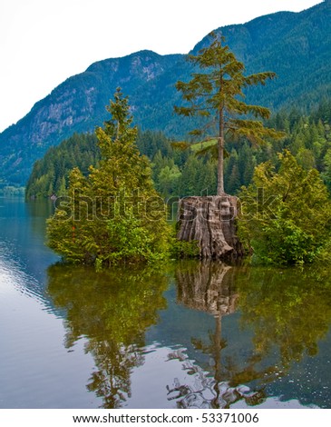 Flooded nurse tree at Bunzen Lake, Vancouver, Canada.