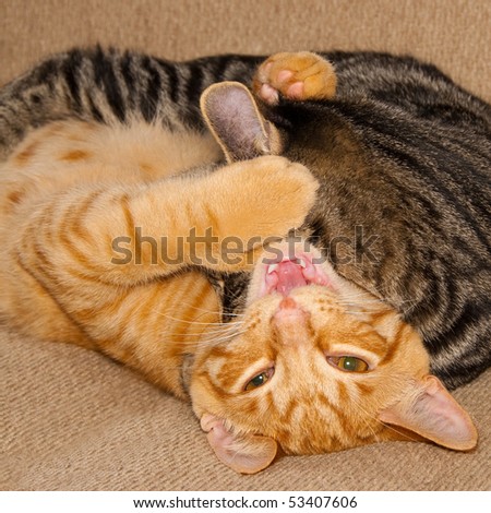 Orange and tabby cats fighting and playing.