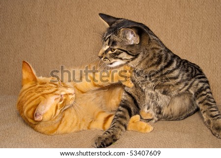 Orange and tabby cats fighting and playing.