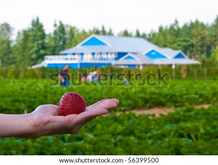 Strawberries in hands over a farm field and building. Shallow depth of field. Focus on the hands.