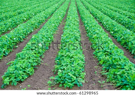 Rows of strawberry. Shallow depth of field. Focus on the closest plants.