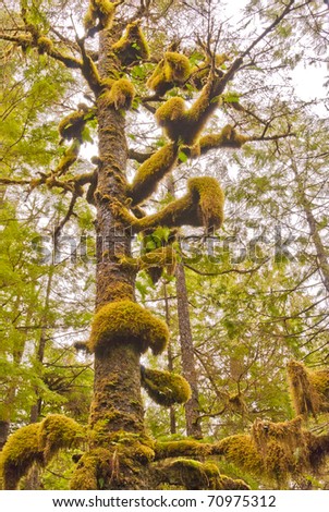 A funny tree covered with green moss at Golden Ears park, Vancouver, Canada.