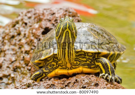 A turtle standing on stone