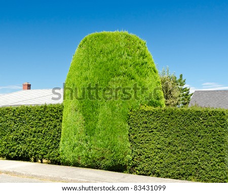 Colorful green hedge screening a house