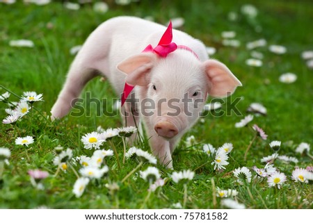 Baby pig with red ribbon, outdoor shot.