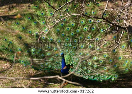 Peacock fanning out wings and dancing