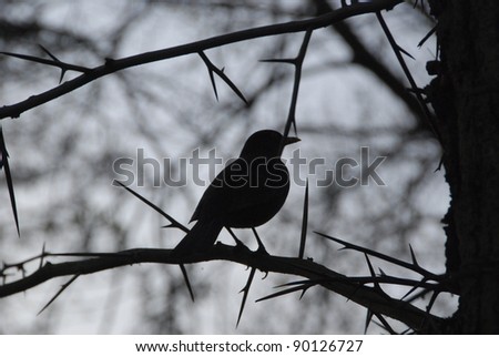 Silhouette bird