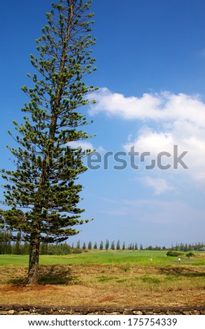 The Norfolk Island Pine tree or Araucaria heterophylla is endemic to Norfolk Island, a small island in the Pacific Ocean between Australia, New Zealand and New Caledonia.