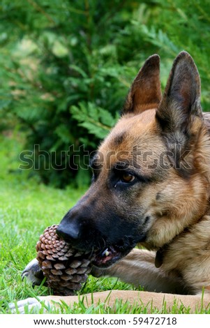 A large male German Sheppard eating a pine cone