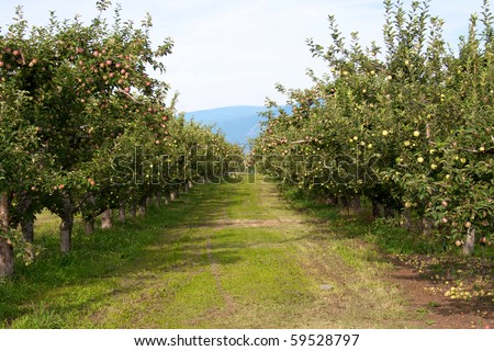 An Orchard
