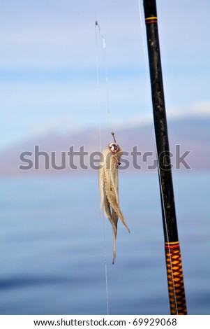 Squid being used as bait for deep sea fishing