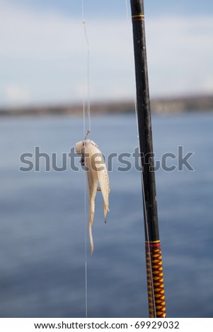 Squid being used as bait for deep sea fishing