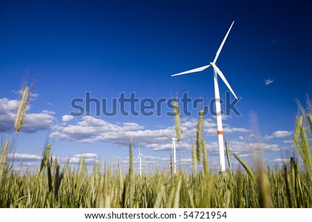 Windmills in a field of rye with blue sunny sky