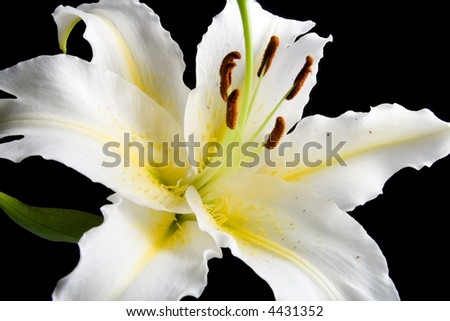 white lily isolated on black background