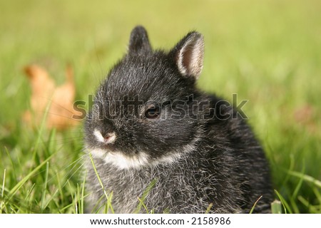 neverland dwarf rabbits. Netherland Dwarf rabbit.